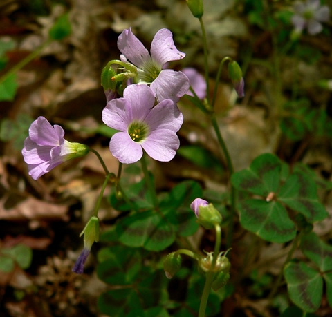 {Oxalis violacea}